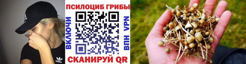 дарнет шоп  mega как зайти  Галлюциногенные грибы Psilocybe  Чита 