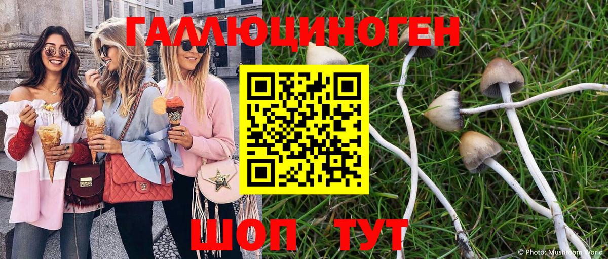 закладки  Псилоцибиновые грибы Cubensis  Чита  Галлюциногенные грибы Cubensis 